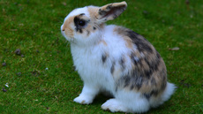 Kaninchen (13).jpg